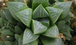 金梅瓶第一季在线观看,穿越时空的传奇爱情